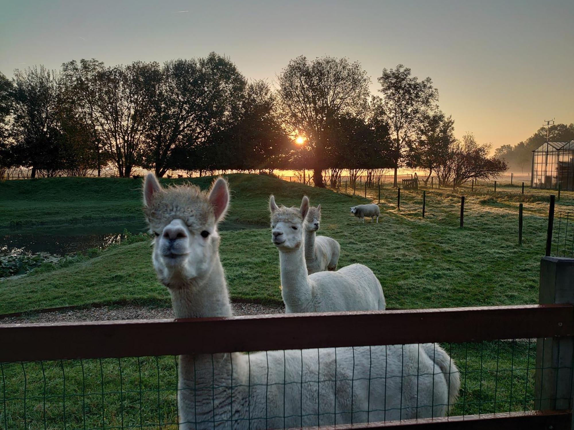 Hof Van Maldegem Kortgene Exteriör bild